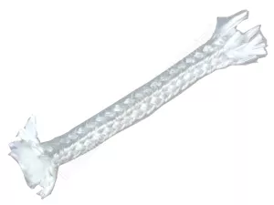 SVOZ Napajedla Těsnící šňůra na dvířka hranatá (10x10 mm) 1 bm